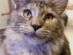 -momokira米努特·德文卷毛猫·棉花面纱犬