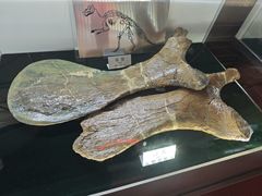 -诸城市恐龙博物馆