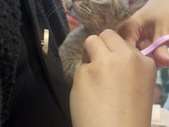 -纳吉亚猫专科动物医院·北北分院