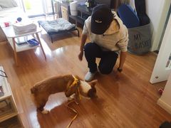 -多乐狗狗宠物训练工作室