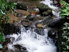 -莫里热带雨林景区