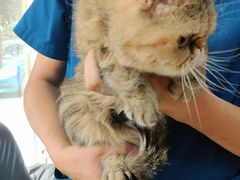 -A猫a狗全科·犬猫异宠·芥西宠物医院(南开总院)