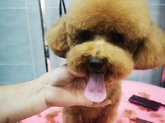 -宠福鑫康馨动物医院·骨科·眼科