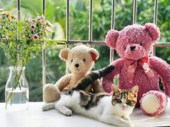 -lincat·猫舍(广州店)