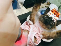 -萌兽医馆·眼科·异宠专科(三里屯店)