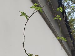 -东吴面馆(因果巷店)