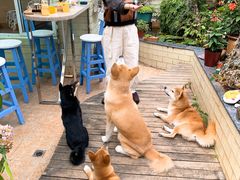 -喜柴咖啡·柴犬狗咖