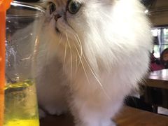 -more than meow吴止猫主题餐厅(承德 中船汇店)