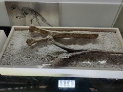 -诸城市恐龙博物馆