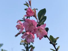 -顾村公园