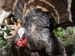 -陕西自然博物馆