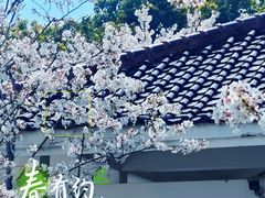 -高东镇樱花园