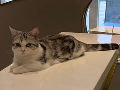 -飞行喵MR PILOT|猫舍·猫咖(静安大融城店)