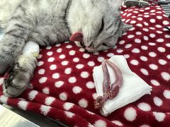 -四月宠物医院·猫专科·心脏专科·内科(转塘店)