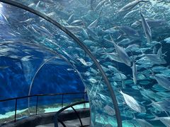 -上海海洋水族馆