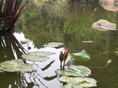 -深圳仙湖植物园
