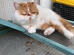 -喵屿·大理花园猫咖