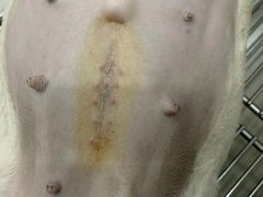 -瑞派康怡24h宠物医院·犬猫医疗中心·微创绝育(瑞景分院)