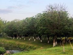 -两河城市森林公园