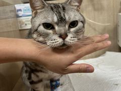 -北京观赏动物医院·24小时大型综合·猫专科·异宠专科