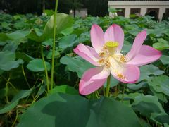 -龙环葡韵住宅式博物馆