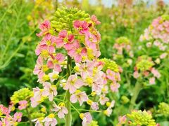 -中国天府农业博览园