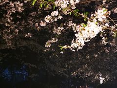 -武汉大学-樱园