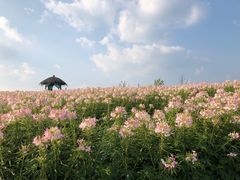 -径山花海