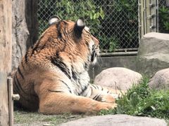 -上海野生动物园