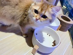 -momokira米努特·德文卷毛猫·棉花面纱犬