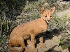 -国家自然博物馆