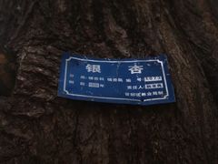 -千年银杏谷文化旅游区