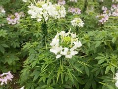 -上海滨江森林公园