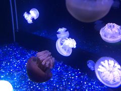 -欢乐海岸海洋奇梦馆