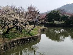 -林屋梅海青梅保护基地