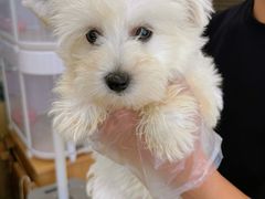 -翊宠yipet猫狗购宠庄园犬舍•猫舍