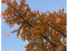 -三里屯东五街银杏大道