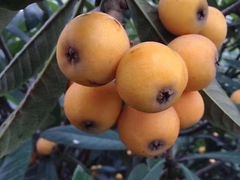 -塘栖枇杷特色园区