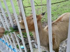 -湖南东洞庭湖国家级自然保护区