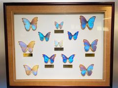 -上海昆虫博物馆