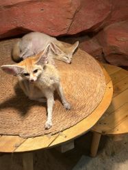 -Zoolung Zoolung动物主题公园(海信广场店)