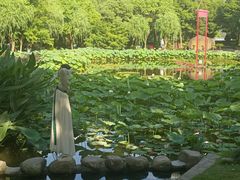 -陈家山荷花公园