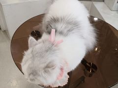-共舞时光猫咖·狗咖(新街口店)