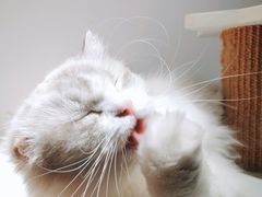-猫域·湾主题猫咖·宠物吧(南坪城市广场店)