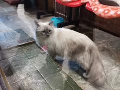 -猫咪博物馆(顶澳仔猫街店)