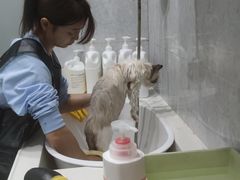 -四月宠物医院·猫专科·心脏专科·内科(转塘店)