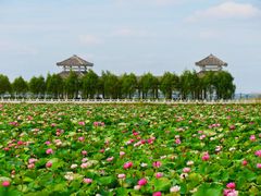 -呼兰河口湿地公园