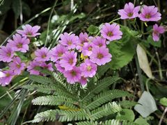 -循礼门鲜花花市(武汉循礼门店)