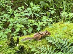-五营红松林海景区