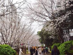 -武汉大学-樱园